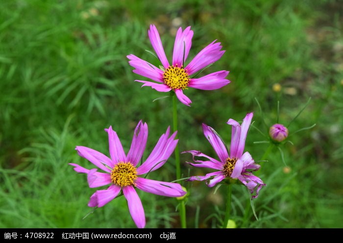 ���������õķ�ɫ����ͼƬ