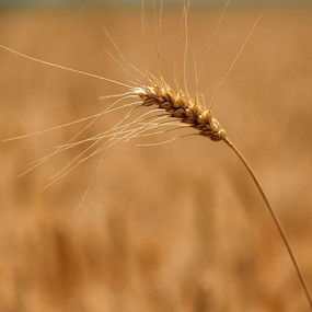 ���ɫ������д