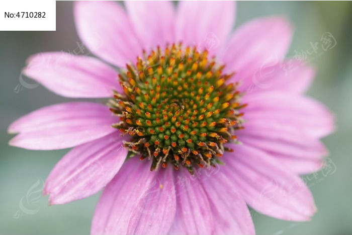 Ư���ľջ�����ͼƬ