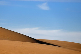 ��ţ������