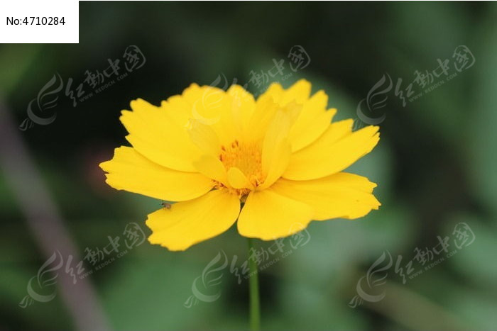 һ��Ư���ľջ�����ͼͼƬ