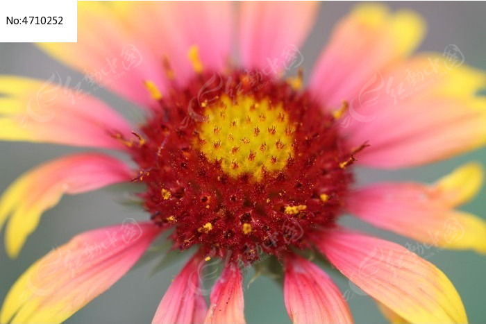 һ��Ư����С�ջ�����ͼƬ