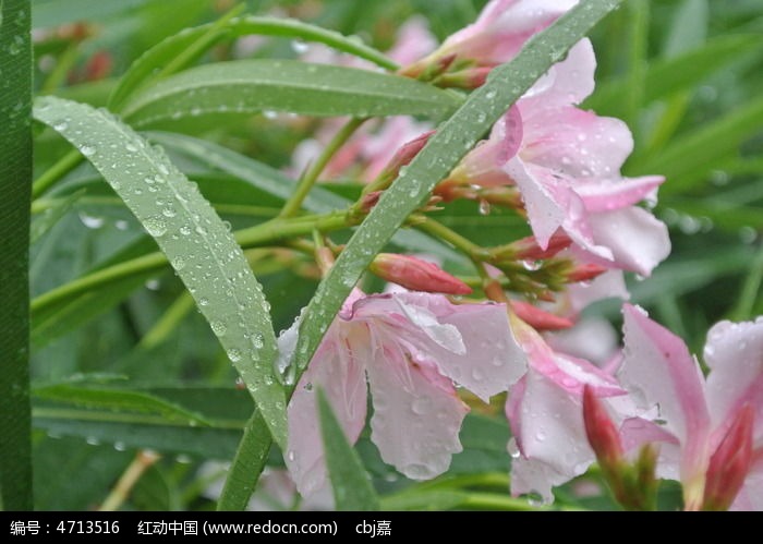 沾滿水珠的粉色花朵