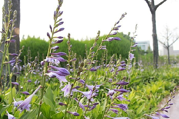 ���Ȼ���ɫ�Ļ�