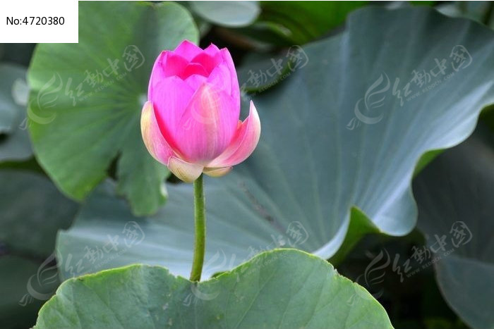 �����еĺɻ�ͼƬ