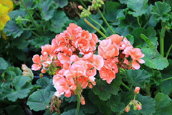 ��ɫ��С��