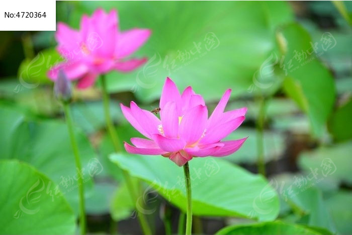 ���ͺɻ�ͼƬ