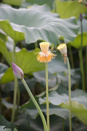 Ҷ����ˮ����