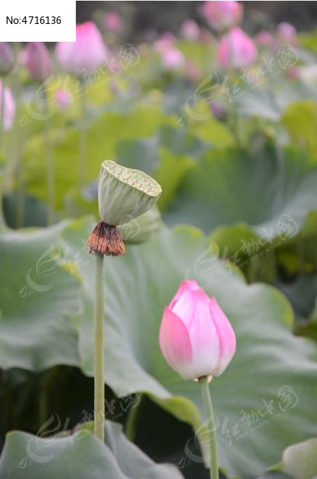 �ɻ�����ͼƬ