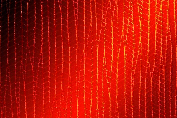 ��ɫ��������