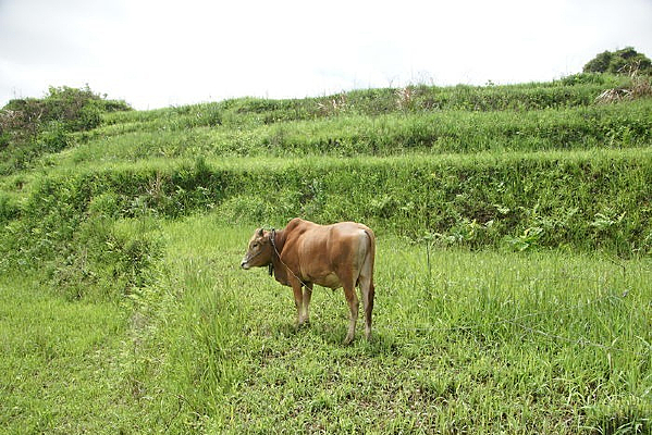 ������ţԶ��ͼ