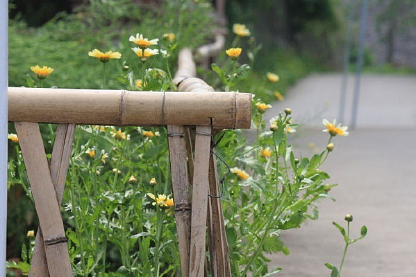 ·�����ﻨ