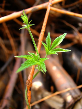 艺术分层插画 舞动的植物攀爬茎花纹