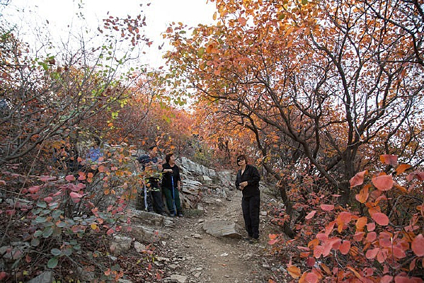 ��Ҷ�ȵľ�ɫ