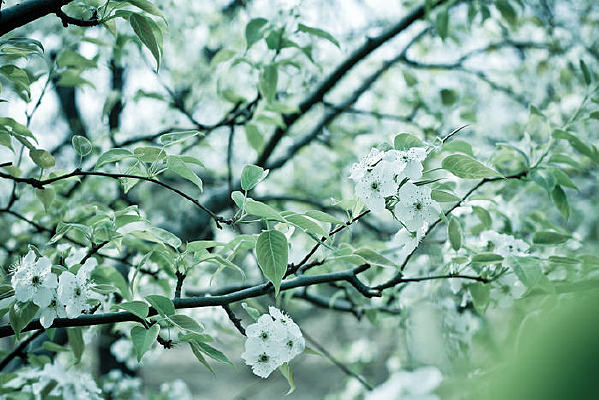 ʢ���еİ��滨