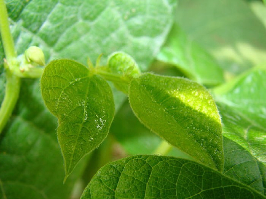 ���۵��̲�