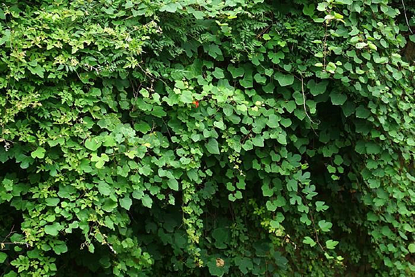 ����ֲ��