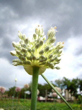 ���ſ��Ĵ�л�