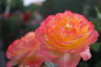 ����ӳ�ĵ��¼���