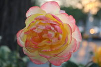 ����ӳ���µ��¼���