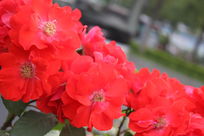 ��ɫ �¼���