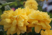 �������ε��¼���