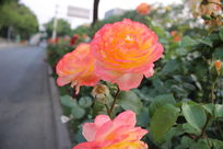 ��Ө��͸���¼���