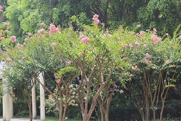 ���˻�����