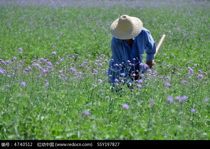 ޹�²���԰����Ͷ���ͼƬ