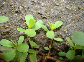 ����ˮϴ�������߲�