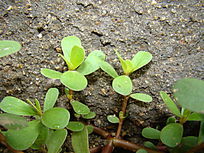 ����ˮϴ�������߲�