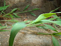 ����ˮϴ�����۲�