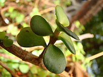 ������ʢ��������