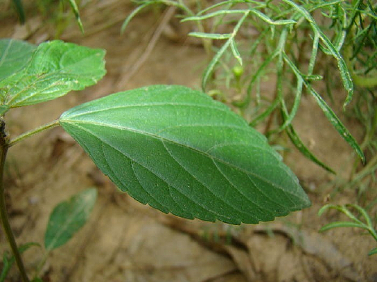 Ҷ������