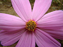 ����д�˰�÷