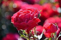 ��¶�е���ɫ�¼�