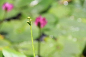 ����С��