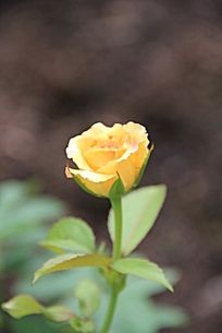 ����ɫ��õ�廨