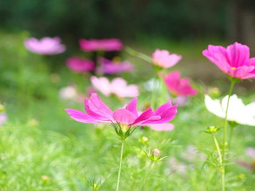 ���ű��µĴ�˹��