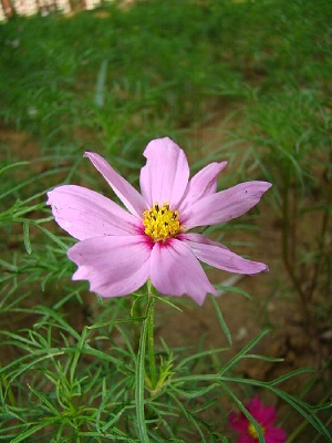 ����ɫ��Ҷ��