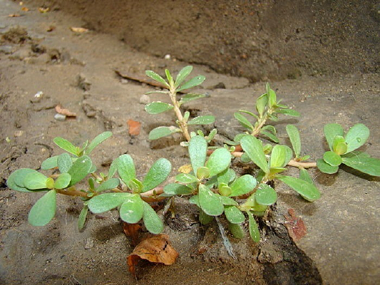 ������ɫ�߲�