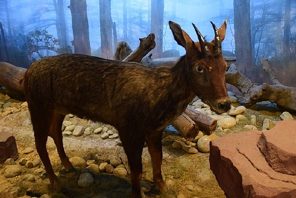 ����걾Ұɽ¹