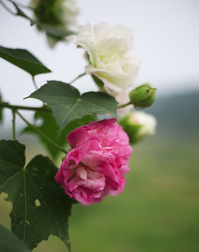 �컨���׻�