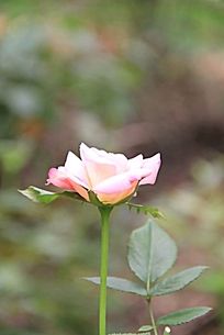 ��ɫ��õ�廨