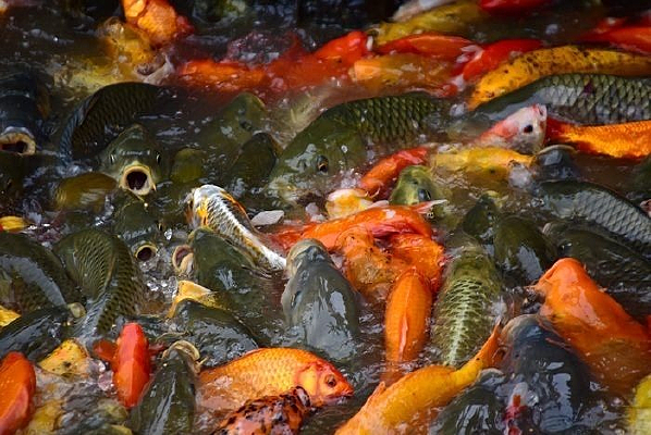 ������ʳ