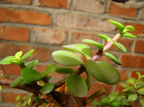 ��ǽǰ���������