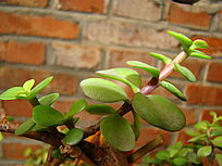 ��ǽǰ���������