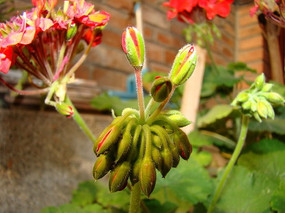 ��ɫ�Ļ��Ƕ�