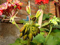 ��ɫ�Ļ��Ƕ�