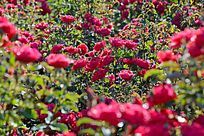 ��԰��ʢ�����¼���